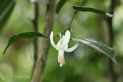 Paramignya monophylla